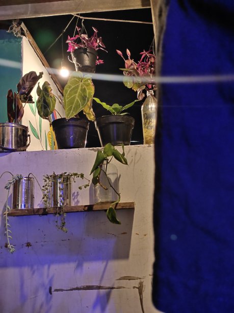 晚上是新鲜的绿色。图片下载