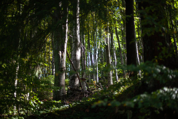 阳光照耀着绿色的森林图片下载