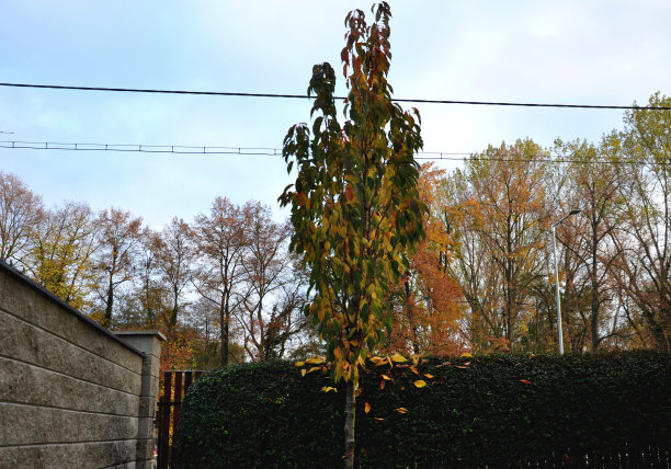 在有砖、混凝土、高墙、铁皮屋顶的花园中，树篱旁的观赏樱桃窄冠树，秋天要定期耙落叶图片下载