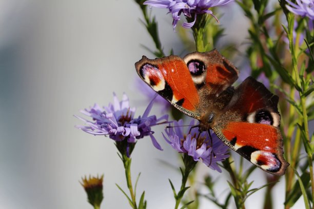 欧洲孔雀蝶，翅膀呈红-黑-白-淡紫色，在秋天阳光明媚的日子栖息在紫花上。阿格莱伊奥坐在一朵紫色的花上图片下载