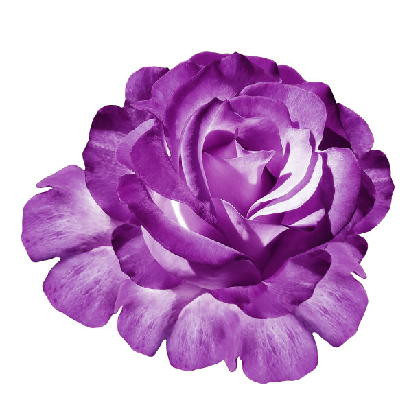 紫色玫瑰花在白色孤立的背景与修剪路径。特写镜头。为设计。大自然。图片下载