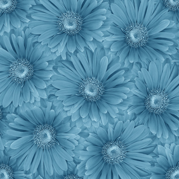 美丽的花的背景。蓝色的非洲菊的花。大自然。图片下载