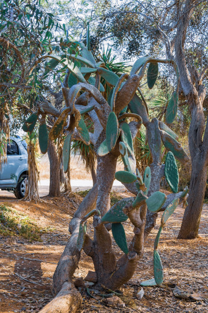塞浦路斯阿伊纳帕海岸巨大的老仙人掌。仙人掌，无花果，印度无花果，巴巴里无花果，开花的仙人掌梨图片下载