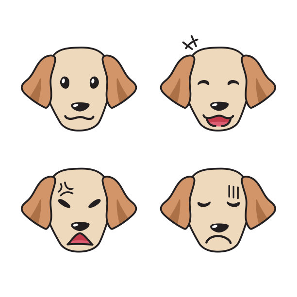 一组拉布拉多寻回犬的脸显示不同的情绪图片下载