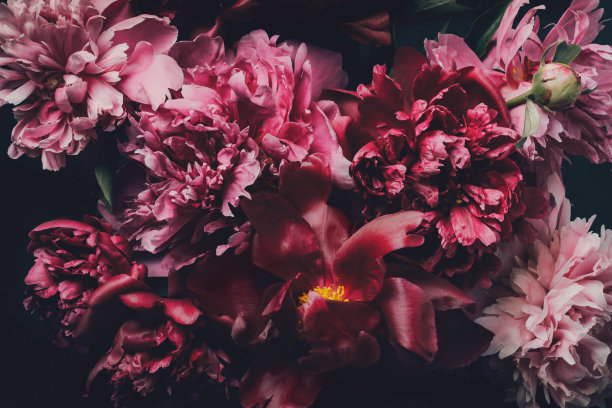暗花宏背景。花蕾和花瓣的美丽牡丹在黑色。超现实色彩的牡丹图片下载