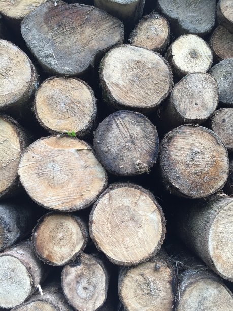 近景的侧面有许多小树干已被堆放起来图片下载