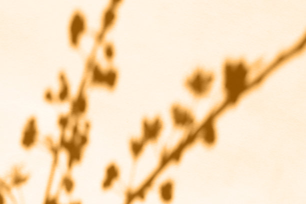 模糊的樱花阴影在米色的背景图片下载