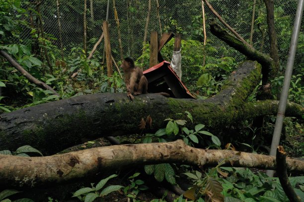 动物园里一只圈养的卷尾猴(cebus albifrons)坐在树干上，笼子里看起来很压抑图片下载