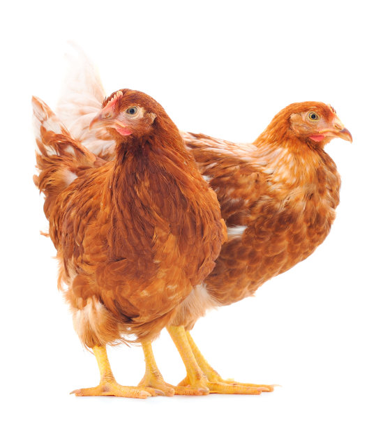 两只棕色母鸡被隔离。图片下载