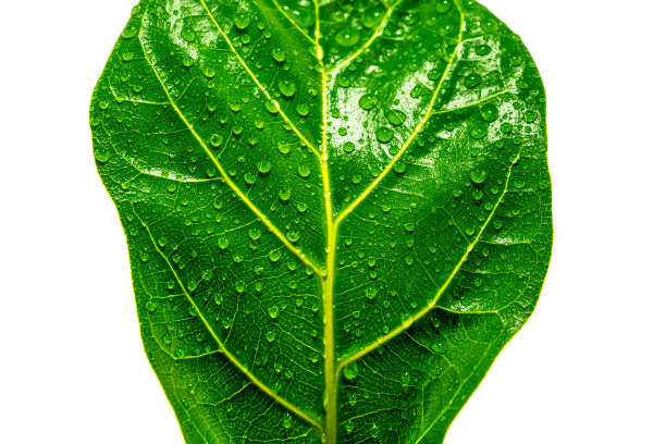 一个绿色的叶子与黄色的脉被湿气覆盖的详细的特写图片下载