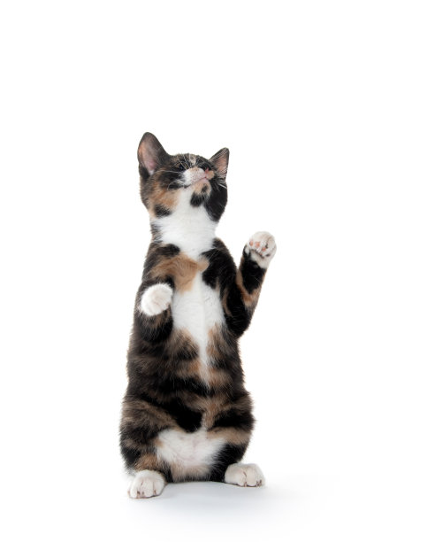 白色的虎斑猫图片下载