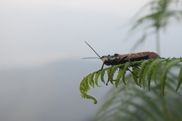 一只蚱蜢在草地上玩耍的特写照片图片下载