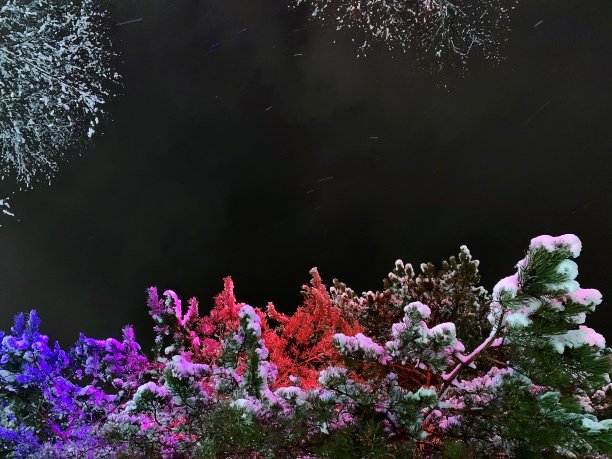 在绿光的照耀下，苍松在雪中。在夜空的映衬下。图片下载