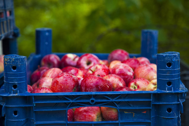 新鲜收获的多汁美味的红苹果装在塑料箱里。苹果在商店的盒子里。为文字留出空间。苹果上有水滴图片下载