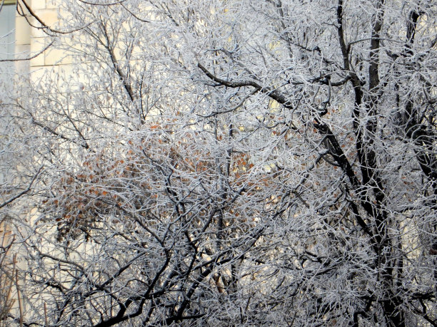 冰雪覆盖的树木在冬季的城市景观中，选择性的聚焦。图片下载