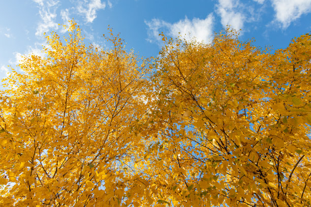 水平照片的一组白桦树与黄色的叶子是在森林的蓝天背景在秋天图片下载