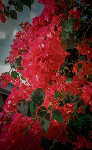 纸的花图片下载