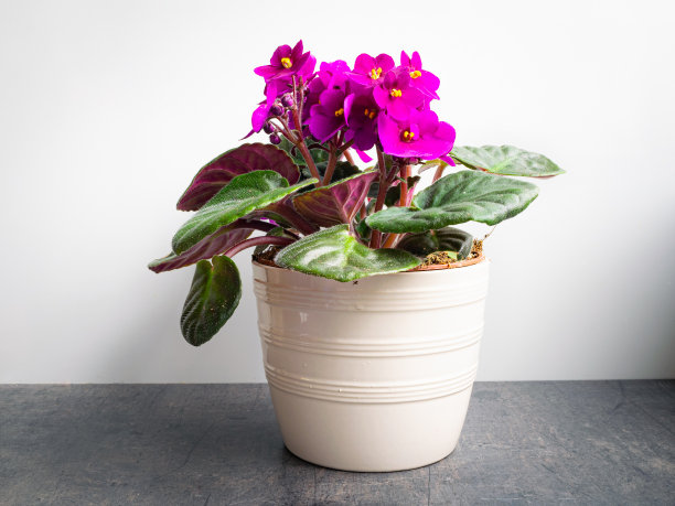 非洲紫罗兰的粉红色花朵图片下载