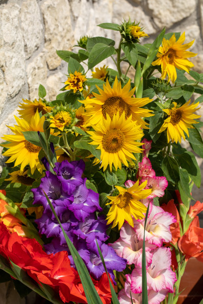 在石灰石墙的背景下，盛开的向日葵和五颜六色的剑兰图片下载