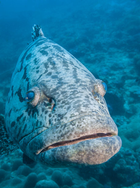 石斑鱼，黑手党岛，印度洋，坦桑尼亚图片下载