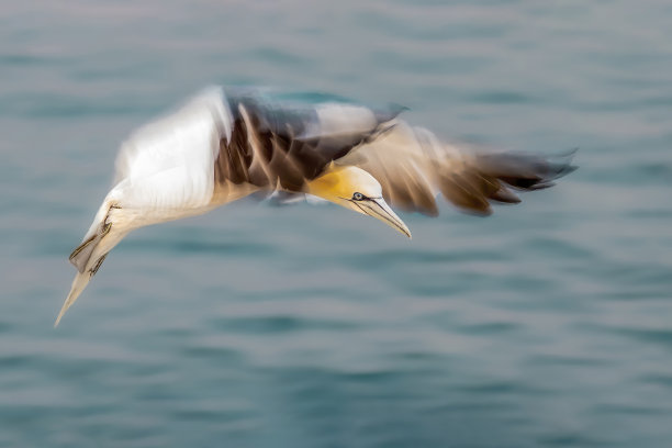 甘尼特(Morus bassanus饰)准备在德国黑尔戈兰岛的悬崖上着陆。图片下载