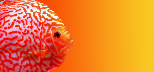 星尘七彩鱼(镰形合藻)图片下载