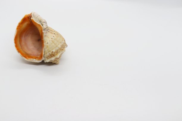 海贝壳孤立在白色背景上图片下载