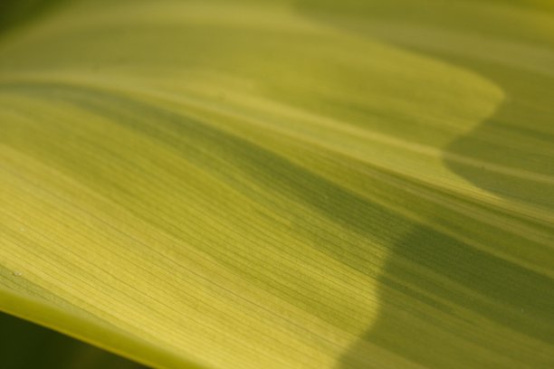 表的细节图片下载