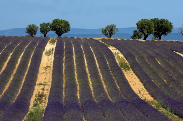 薰衣草图片下载