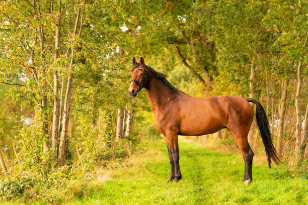 秋天的夕阳下，一匹棕色的马在森林小径上奔跑。森林景观图片下载