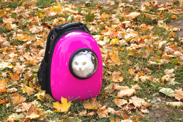背包里有只白猫，上面有个用黄叶做的舷窗。小猫从粉色背包的窗户往外看。驮动物的背包。宠物友好的概念。秋天的季节。图片下载