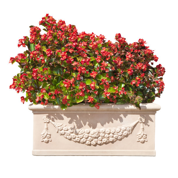 观赏植物与红色矮牵牛花花在一个大的传统花瓶-春天的概念图像上的白色背景容易选择图片下载