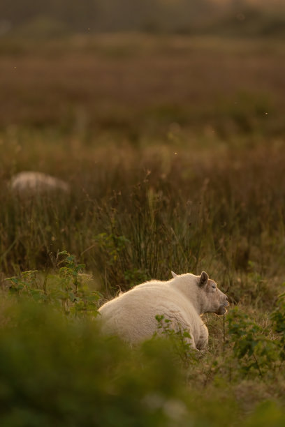 秋天，太阳在田野里升起，荷兰羊在吃新鲜的绿草图片下载