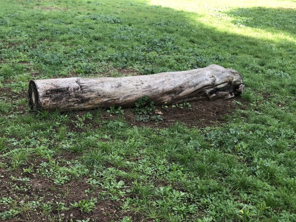 花园里断了的树干图片下载