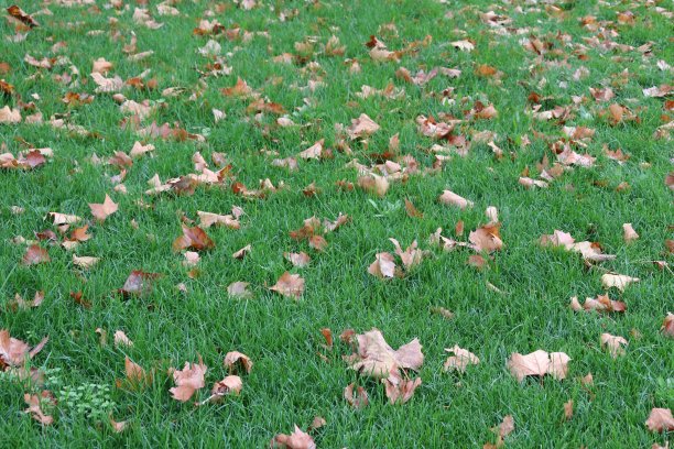枯叶在草席上，秋叶在草地上，科尔巴斯市，Rhône部，法国图片下载