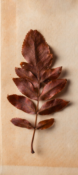 旧纸上的干叶子。阅读，文学，诗歌，图书馆和秋秋概念照片。图片下载