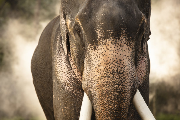 野象在绿色的山谷里。图片下载