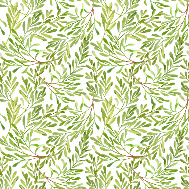 水彩茶树叶子的花纹无缝衔接。千层的手绘插图。白色背景上分离的绿色药用植物。药材用于化妆品、包装、纺织、卡片、装饰。图片下载