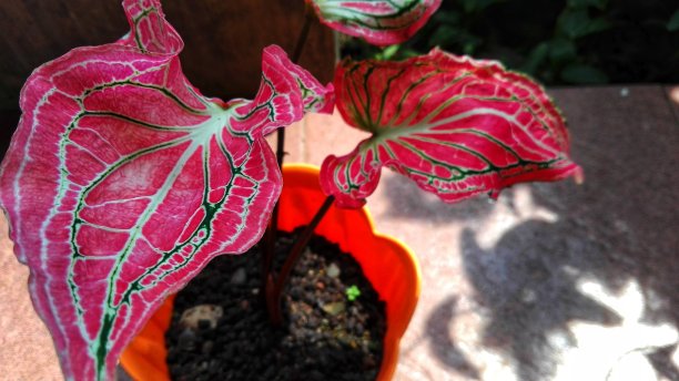 红色的神奇的花图片下载