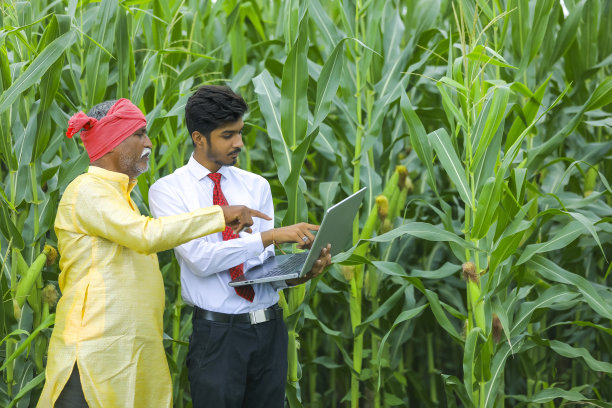 印度农民与农学家在玉米田和显示一些信息在笔记本电脑图片下载