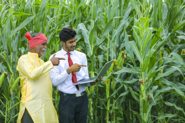 印度农民与农学家在玉米田和显示一些信息在笔记本电脑图片下载