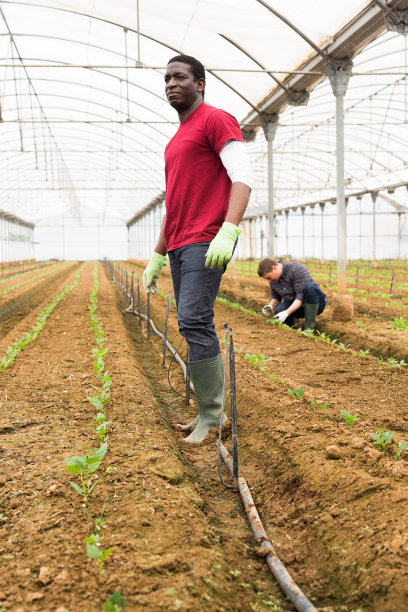 温室里的非裔美国农场工人图片下载