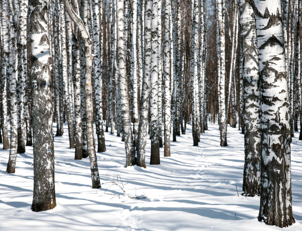 三月里阳光明媚的公园里的冬天白桦树图片下载