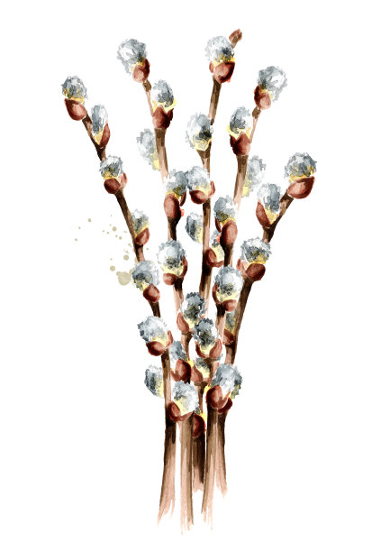 猫咪柳枝花束。手绘水彩插图孤立的白色背景图片下载
