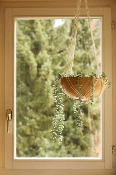 飘落的植物挂在木葫芦里图片下载