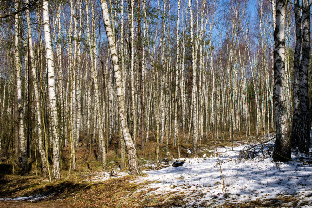 在阳光明媚的一天，桦树森林的照片图片下载
