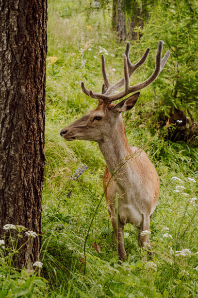 小鹿站在森林里的一棵树旁图片下载