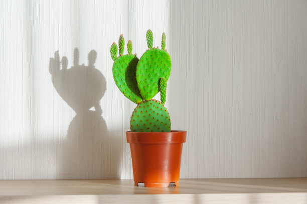 仙人掌、仙人掌放在屋架上，被明亮的阳光照亮。图片下载