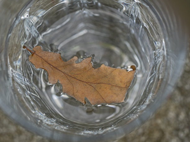 叶子漂浮在水杯里图片下载