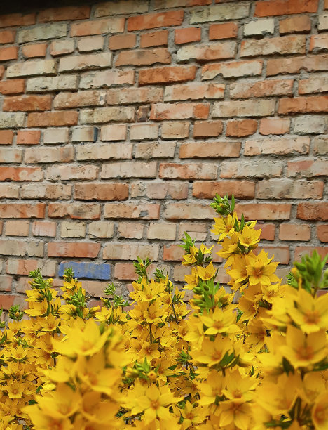 明亮的黄色花朵在砖墙的背景上。图片下载